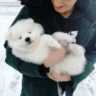 kr�sn� �istokrevn� �t��ata Samojed pes a fena K dispozici hled�me nov� domov s mikro�ipem a rodokmenem jsou 3 m�s�ce star� s rodi�i tak� za d�rek ... E-mail ::::: brandonmba10@gmail.com