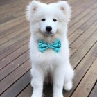 kr�sn� �istokrevn� �t��ata Samojed pes a fena K dispozici hled�me nov� domov s mikro�ipem a rodokmenem jsou 3 m�s�ce star� s rodi�i tak� za d�rek ... E-mail ::::: brandonmba10@gmail.com