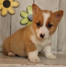 milujc velsk Corgi (Pembroke)