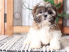nyn� k dispozici, kr�sn� a hrav� mu�sk� a �ensk� shih tzu k dispozici k adopci.