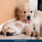 nyn� k dispozici 3 m�s�ce star� �t��ata zlat�ho retr�vra retr�vra k dispozici pro adopci. Kr�sn� a hrav�