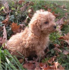 kr�sn� �t���tka cesk�ho teri�ra k dispozici k adopci.kontaktujte nyn�