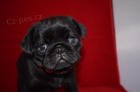 Mops �t��ata