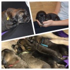 �t���tka Tibetsk� dogy s PP