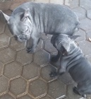 Francouzsk� buldo�ek bez pp