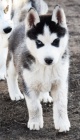 Sibi�sk� husky s PP FCI