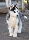Sibi�sk� husky s PP FCI
