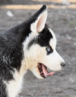 Sibi�sk� husky s PP FCI