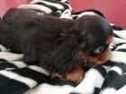 King Charles Spaniel C PP