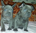 Francouzsk� buldo�ek (v�no�n� d�rek milovn�k�m FB)