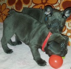 Francouzsk� buldo�ek (v�no�n� d�rek milovn�k�m FB)