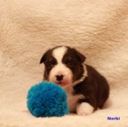 Australsk� ov��k