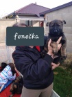Prod�m fene�ku n�meck�ho ov��ka s PP