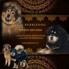 Tibetsk� doga s PP