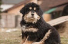 Tibetsk� doga s PP