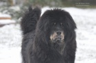 Tibetsk� doga s PP