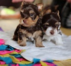 Jork��rsky terier - �t��ata