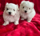 maltsk� �t��ata na prodej