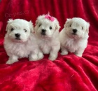 maltsk� �t��ata na prodej