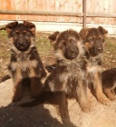 �t��ata n�meck�ho ov��ka s PP