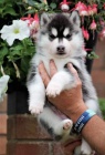 sibi�sk�ch husky