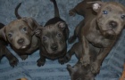 ڞasn� osobnost CKC BLUE NOSE AMERICAN PITBULL TERRIER PUPPIES