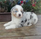 Australsk� ov��k s PP