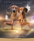 Rhodesian Ridgeback �t���tka s PP
