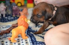 Rhodesian Ridgeback �t���tka s PP