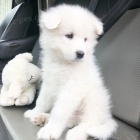 samci a feny Samoyed �t��ata//..