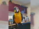 Ara-ararauna papou�ek na prodej