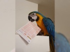 Ara-ararauna papou�ek na prodej