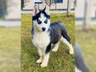 Sibi�sk� husky �t���tka s rodokmenem.