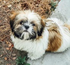 Kr�sn� �t��ata shih-tzu jsou k dispozici pro adopci