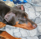 Dobrman �t��ata s PP  prod�m