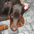 Dobrman �t��ata s PP  prod�m