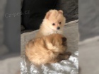 Pomeranian �t��ata s PP FCI 