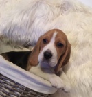 �t��ata b�gla