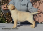 �teniatka retrievera Labradora