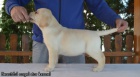 �teniatka retrievera Labradora