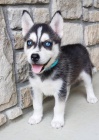 sibi�sk� husky �t���tka k adopci, velmi zdrav� a p�ich�zej� s pap�ry
