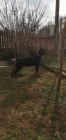 �t�n� Dobermana