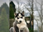 P�kn� �t��ata sibi�sk�ho husky