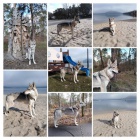 �eskoslovensk�vl��k s PP - rezervace