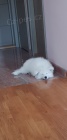 Sibi�sk� samojed �t��ata