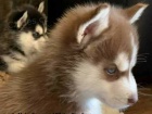 �istokrevn� �t��ata sibi�sk�ho husky s PP a modr� o�i