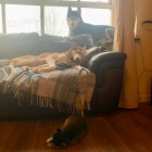 �istokrevn� �t��ata sibi�sk�ho husky s PP a modr� o�i