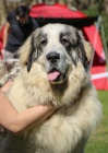 Pyrenejsk� mastin s PP