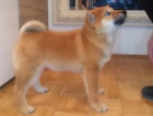�t��ata Shiba inu