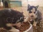 Sibi�sk� Husky - �t���tka s rodokmenem
